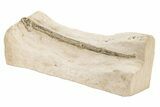 Cretaceous Giant Squid Gladius - Kansas #208258-2